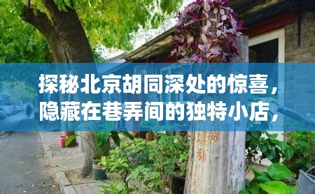 探秘北京胡同深处的独特小店，未来热门新宠的巷弄惊喜预测