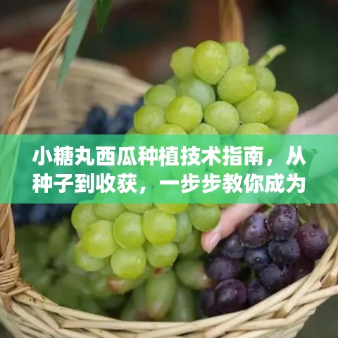 小糖丸西瓜种植全程解析，从种子到收获，成为种植高手的必备指南
