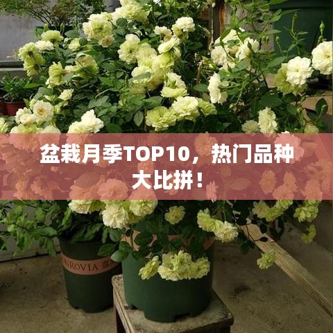 盆栽月季TOP10，热门品种大比拼！