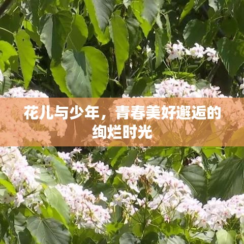 花儿与少年，青春美好邂逅的绚烂时光