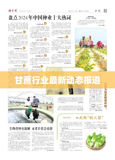 甘蔗行业最新动态报道