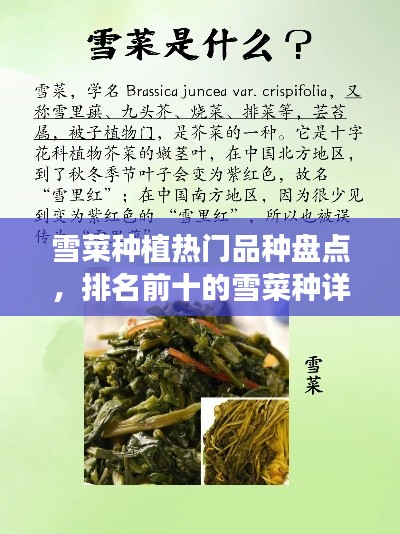雪菜种植热门品种盘点，排名前十的雪菜种详细介绍