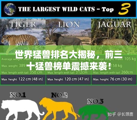 世界猛兽排名大揭秘，前三十猛兽榜单震撼来袭！